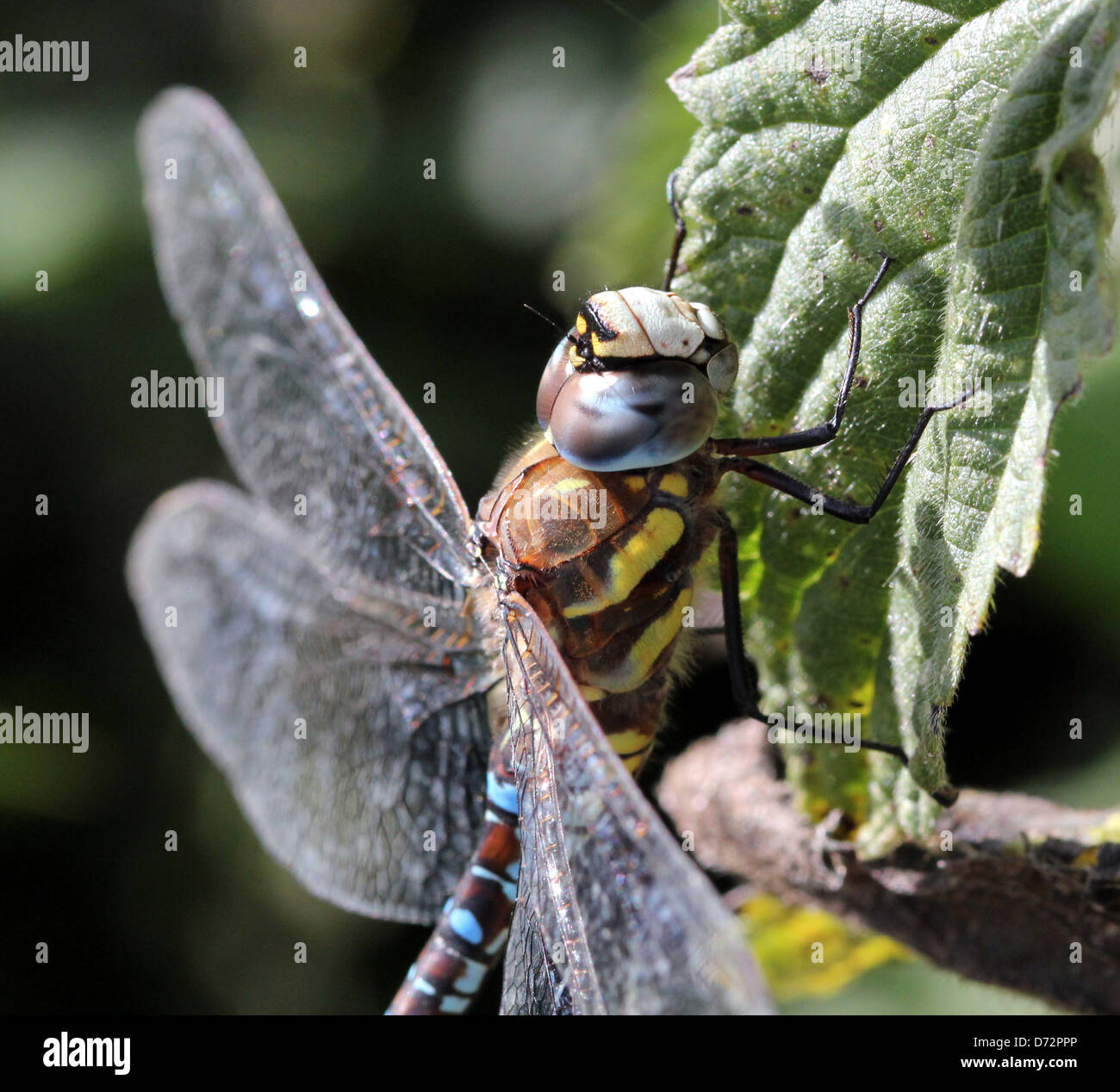 Detaillierte Makro Bild einer Migrantin Hawker-Libelle (Aeshna Mixta) ruhen und posiert Stockfoto