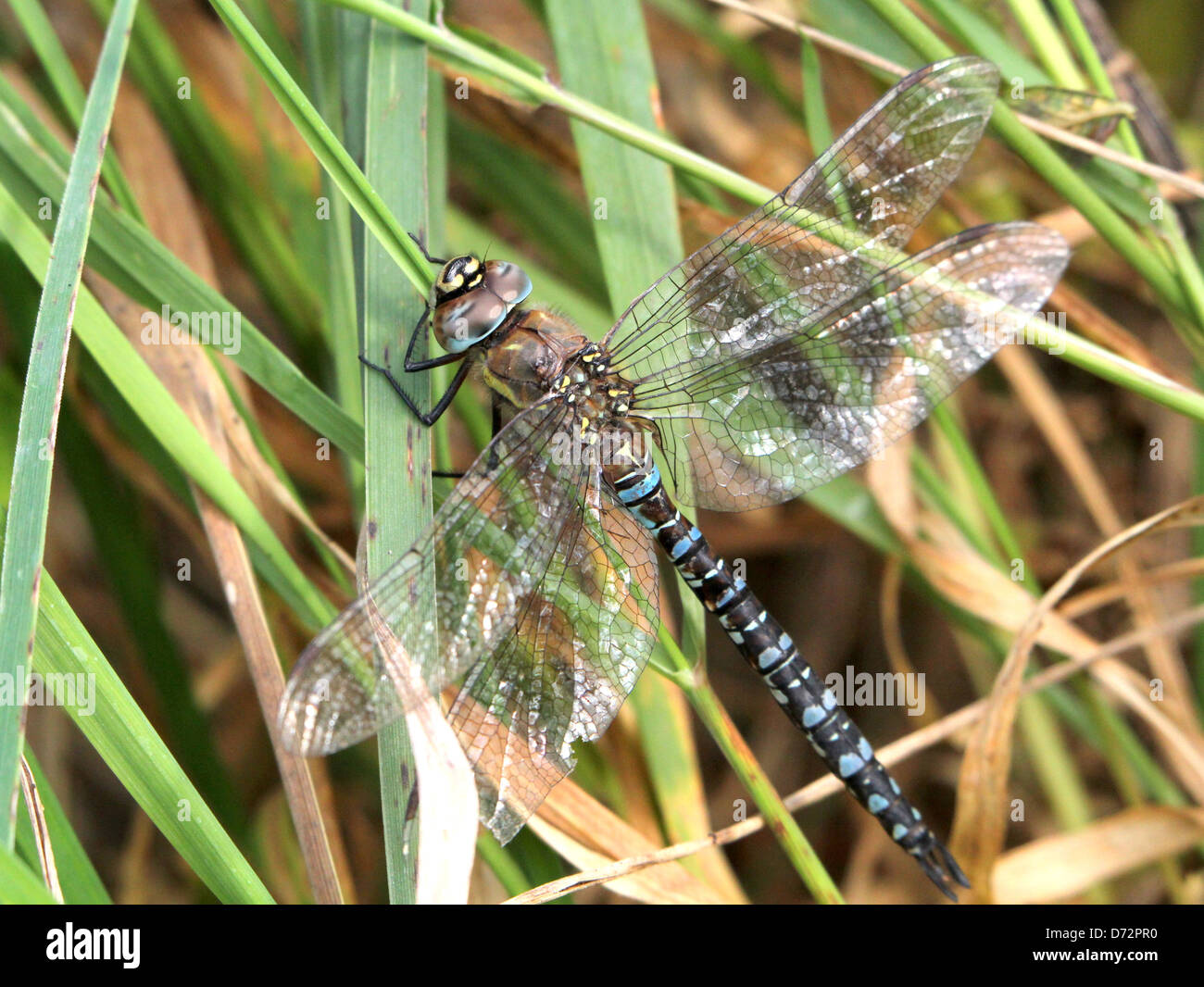 Detaillierte Makro Bild einer Migrantin Hawker-Libelle (Aeshna Mixta) ruhen und posiert Stockfoto