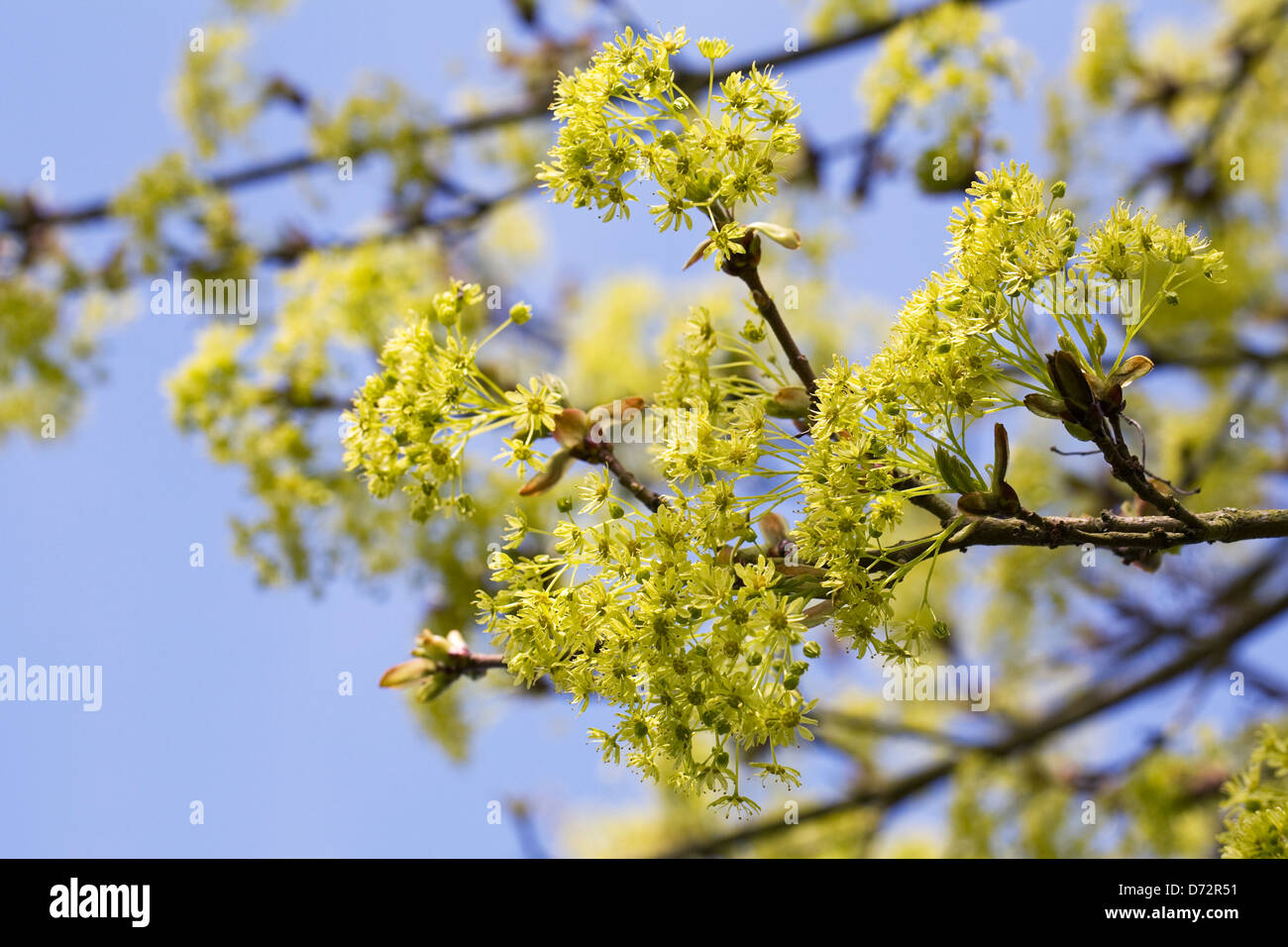 Acer Platanoides 'Nanum' in Blüte. Stockfoto