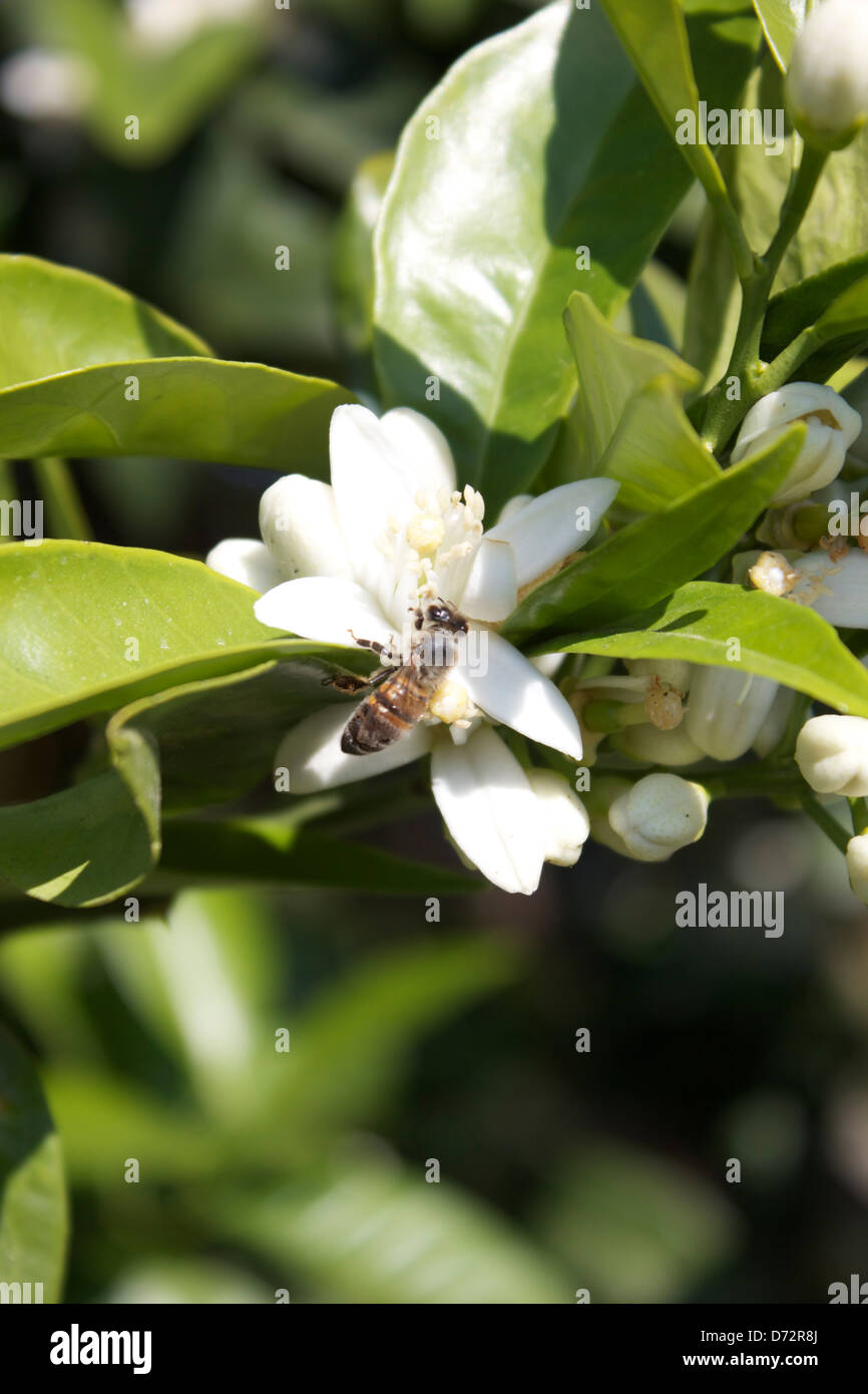 Bienen bestäuben Orange Blüte Blume in voller Blüte Stockfoto