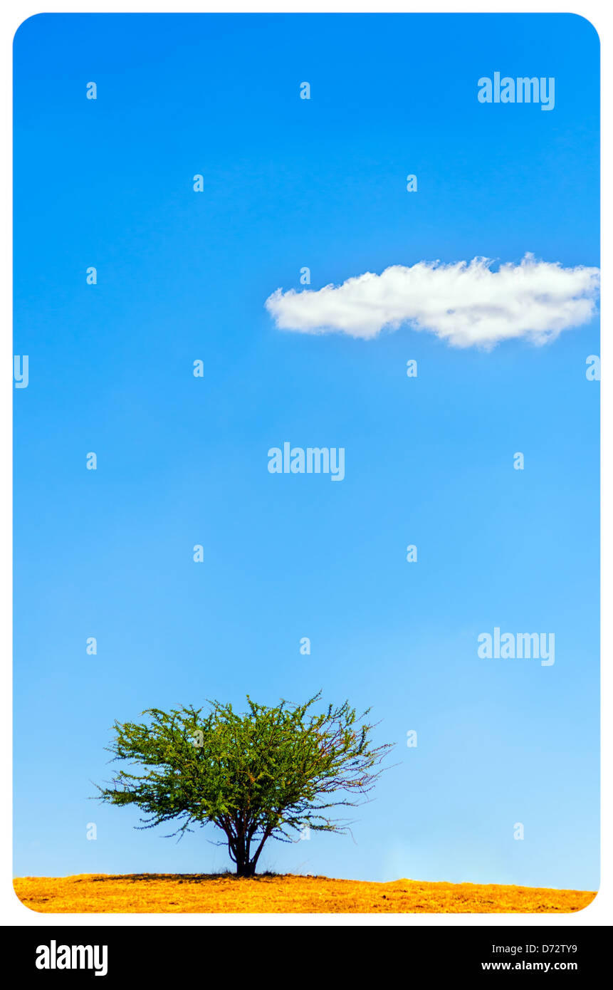 Ein einzelner Baum mit einem blauen Himmel und eine einzige Wolke Stockfoto