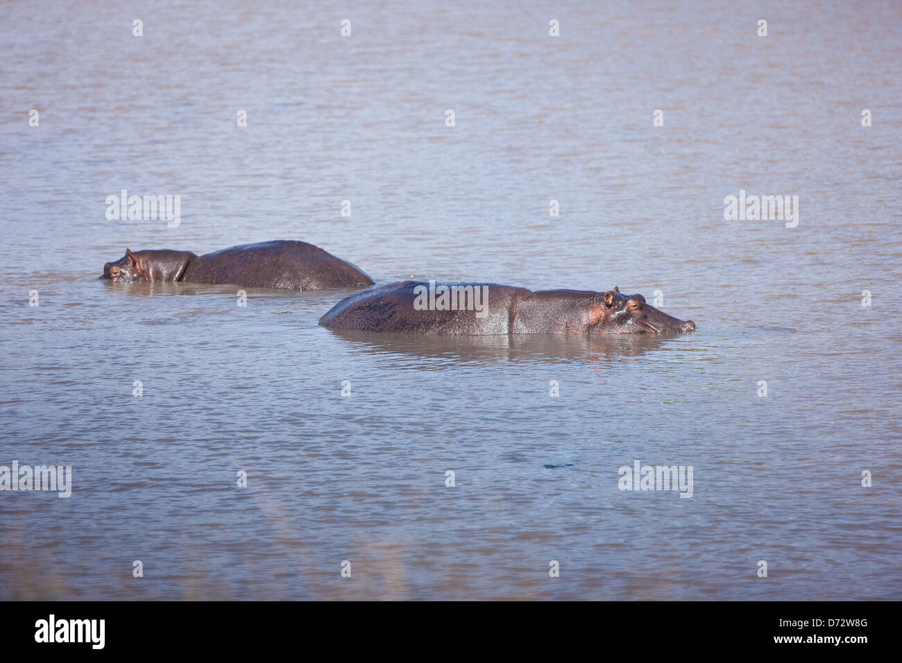 Flusspferde Baden im Fluss Stockfoto