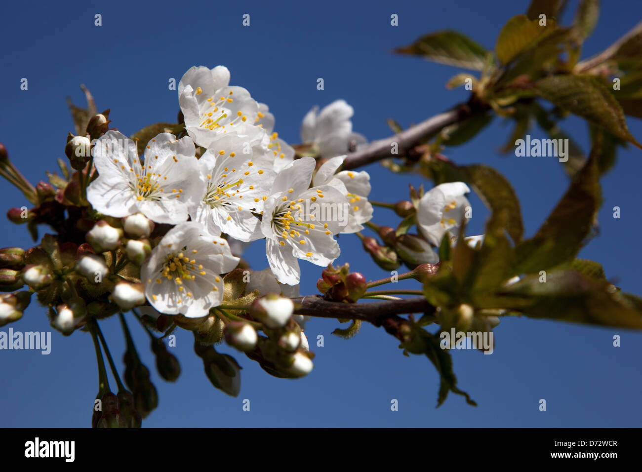 In der Nähe von Blüten an einem Zweig im frühen Frühjahr Stockfoto