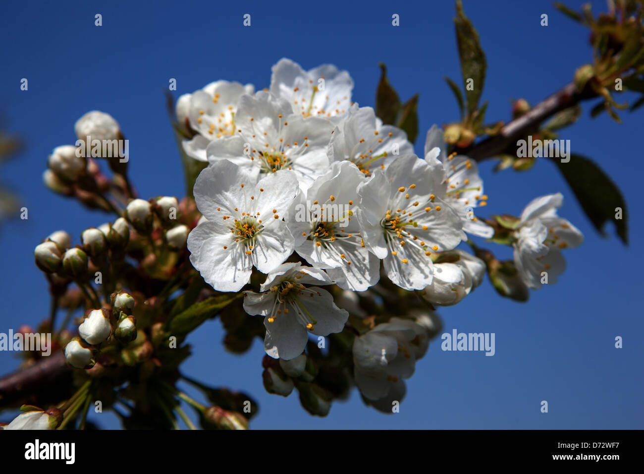 Nahaufnahme von Blüten auf einem Zweig im frühen Frühjahr Blühende Blumen auf blühendem Baum Stockfoto