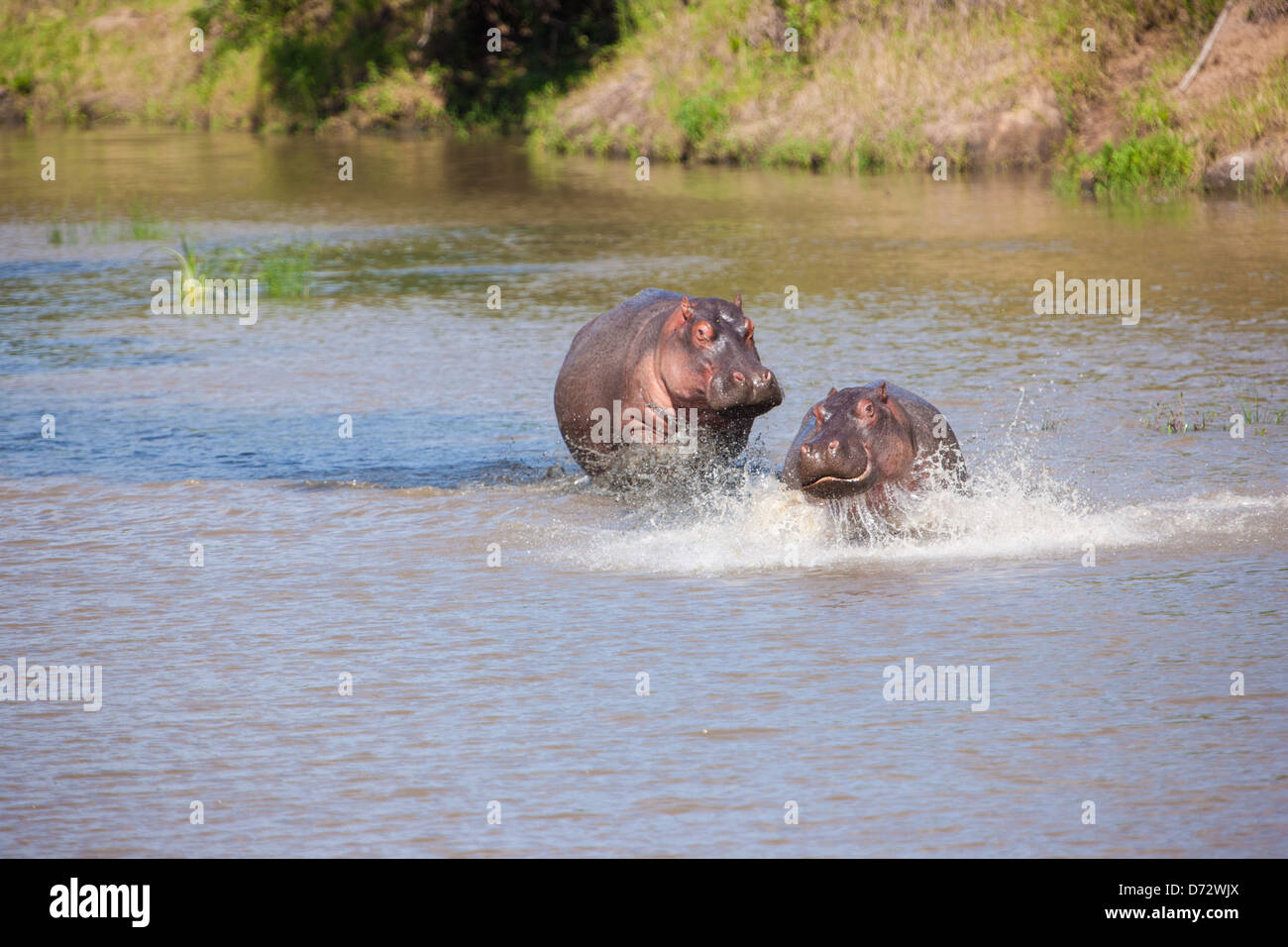 Flusspferde waten durch Fluss spielen Stockfoto