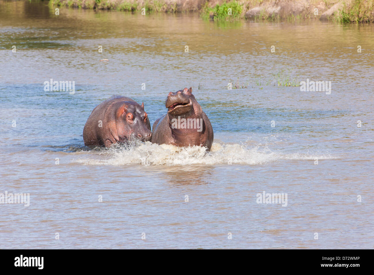 Flusspferde waten durch Fluss spielen Stockfoto