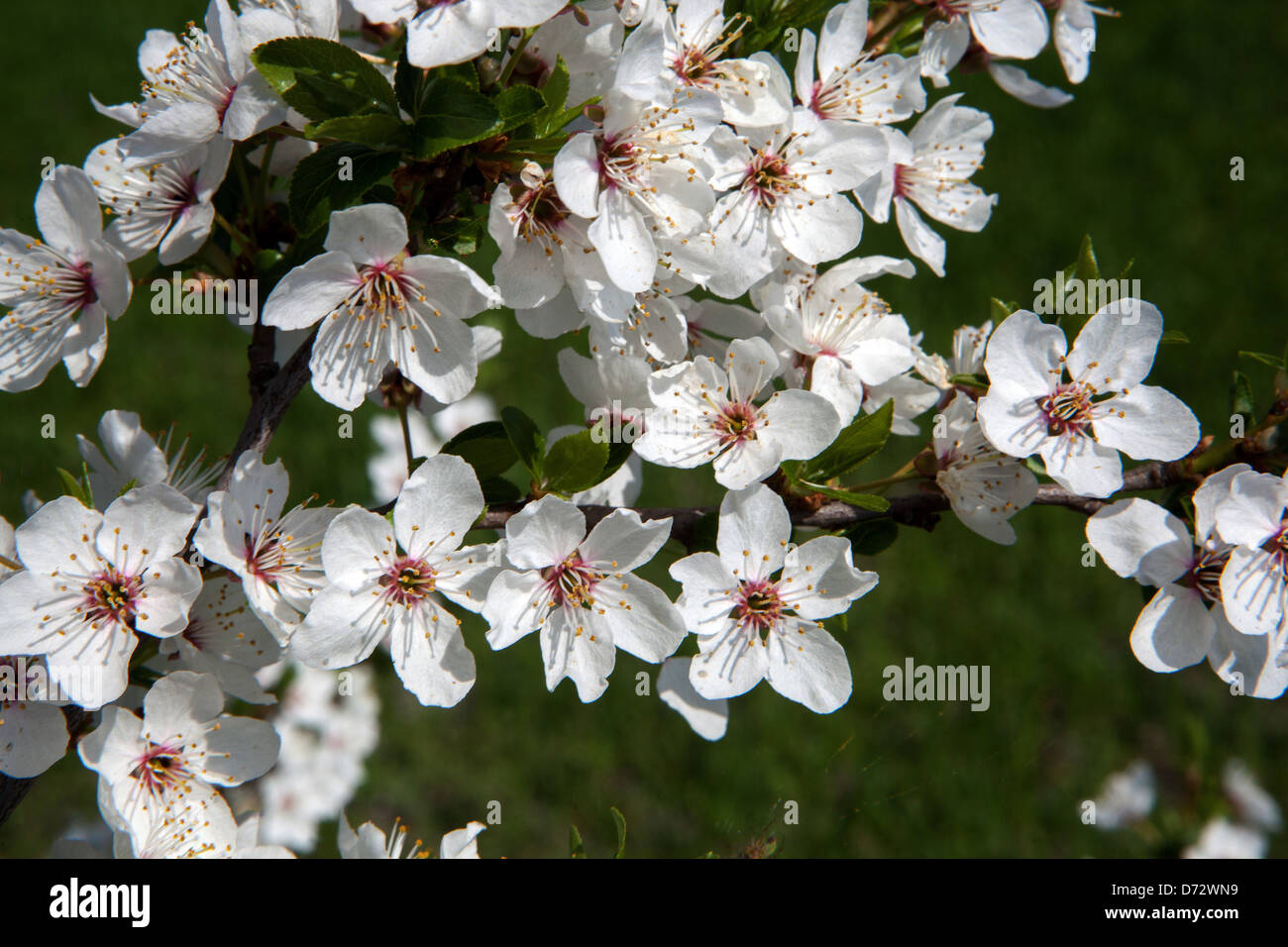 In der Nähe von weißen Blüten Frühling Kirschbaum Stockfoto