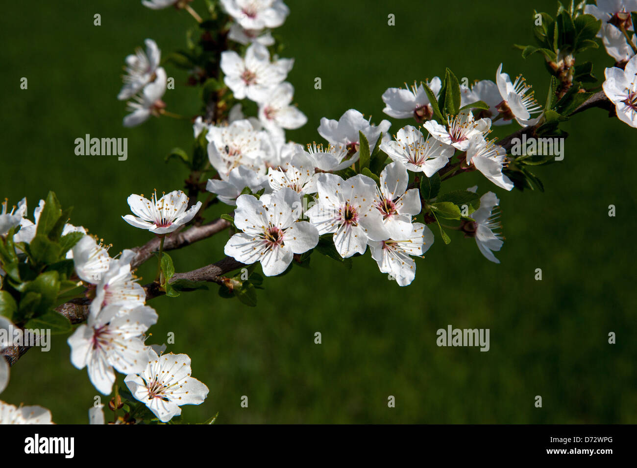 Nahaufnahme von Blüten auf einem Zweig im frühen Frühling, Nahaufnahme, Kirschbaum, melliferous, Blüten, Frühling, Weiß, Blumen, Blüte, Blume, Baumstruktur Stockfoto