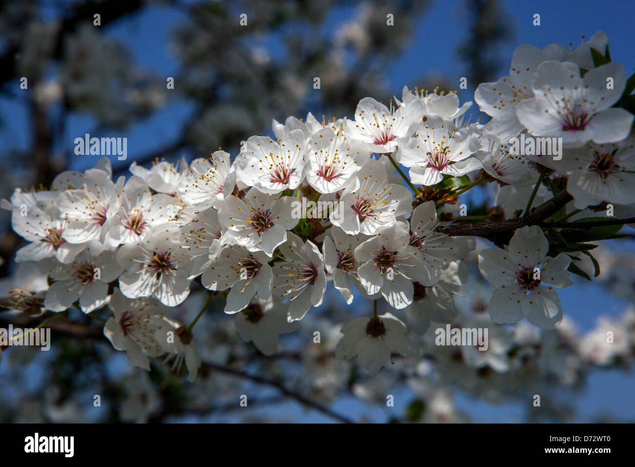 Nahaufnahme von Blüten auf einem Zweig im frühen Frühjahr Blühender Baum Stockfoto