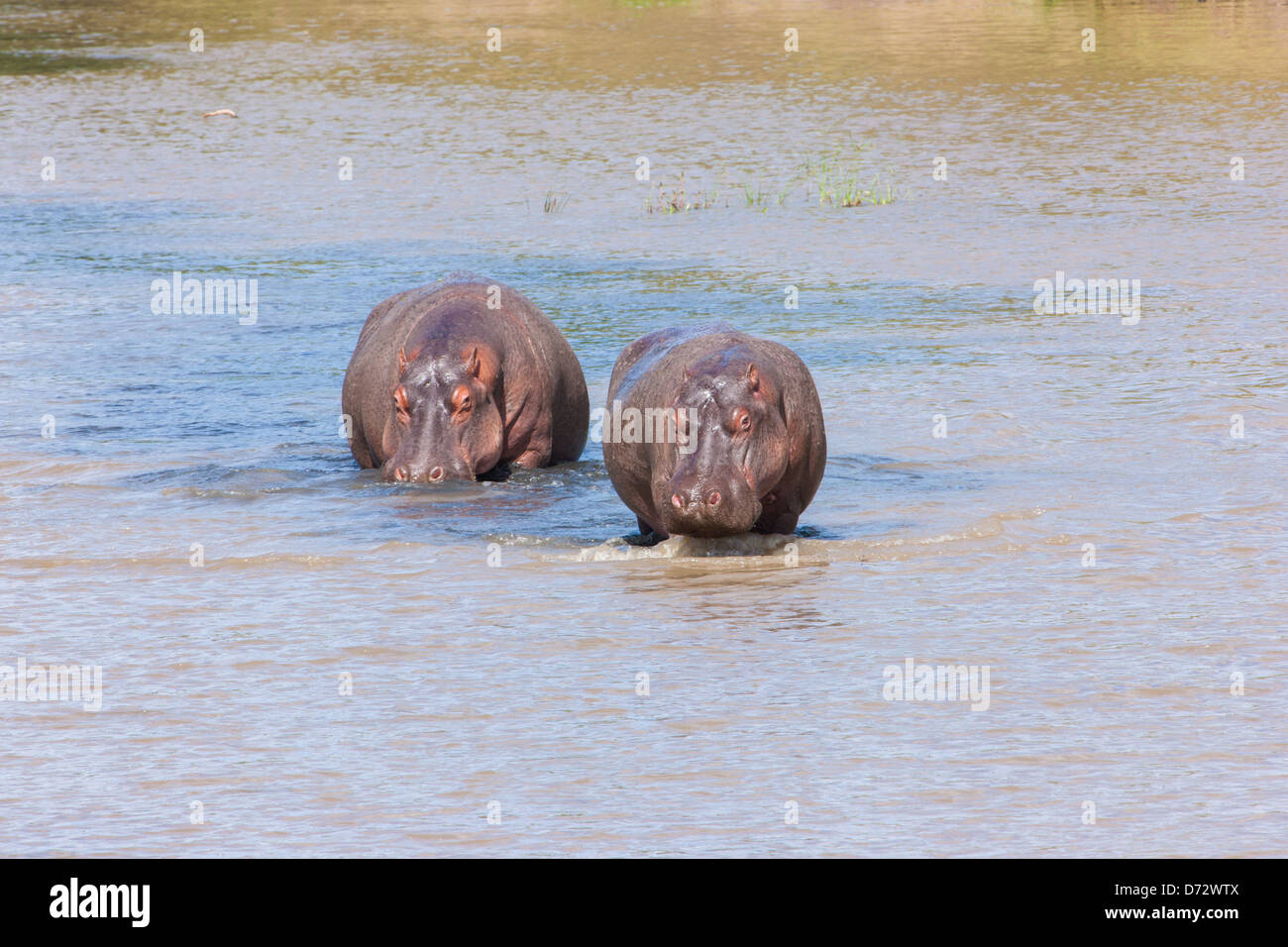 Flusspferde waten durch Fluss Stockfoto