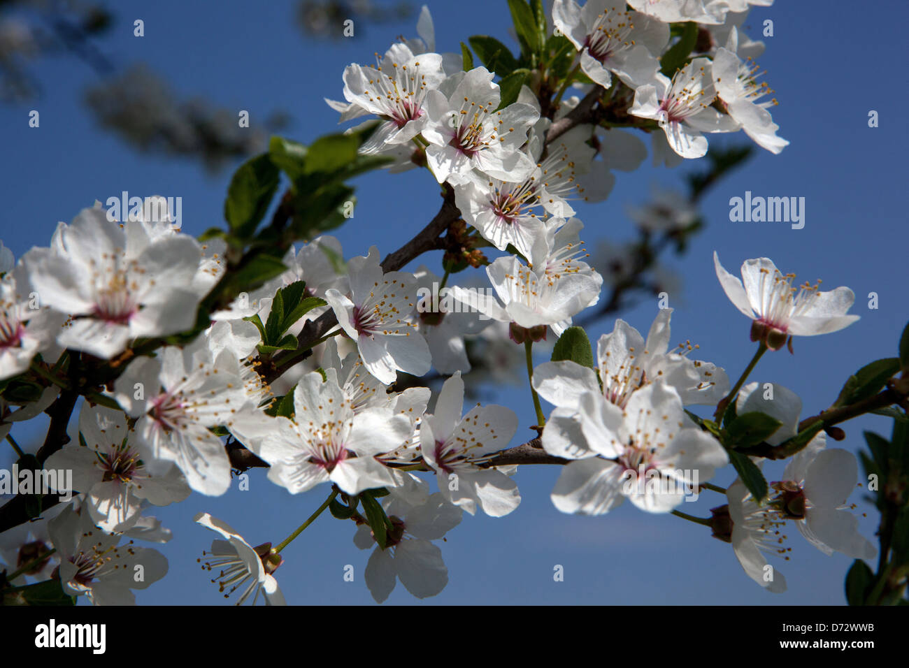 Nahaufnahme von Blüten auf einem Zweig im frühen Frühjahr Blühender Baum Stockfoto