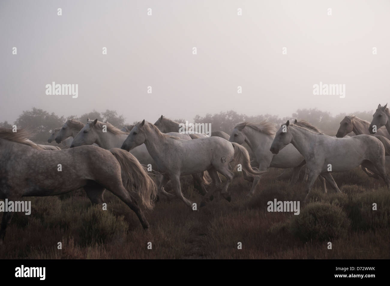 Herde von Camargue-Pferde laufen über das Heidekraut Unterholz im Morgengrauen Stockfoto