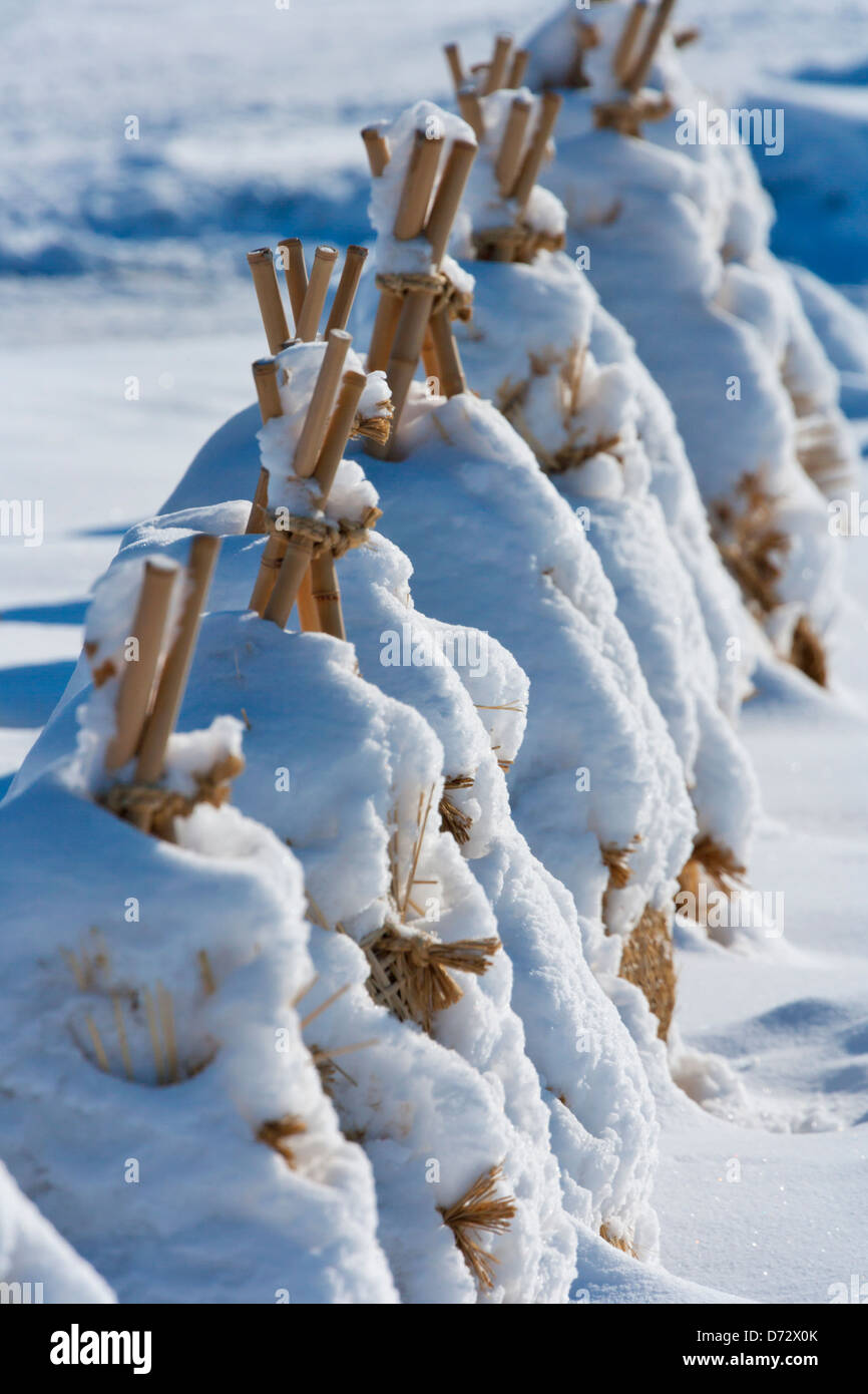 Stroh Bündel unter dem Schnee, Kushiro, Hokkaido, Japan Stockfoto