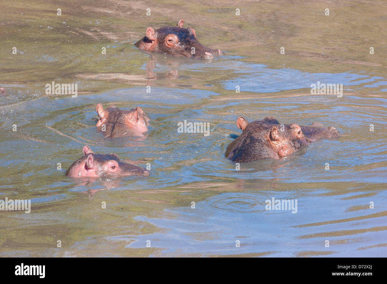 Familie der Flusspferde Baden im Fluss Stockfoto
