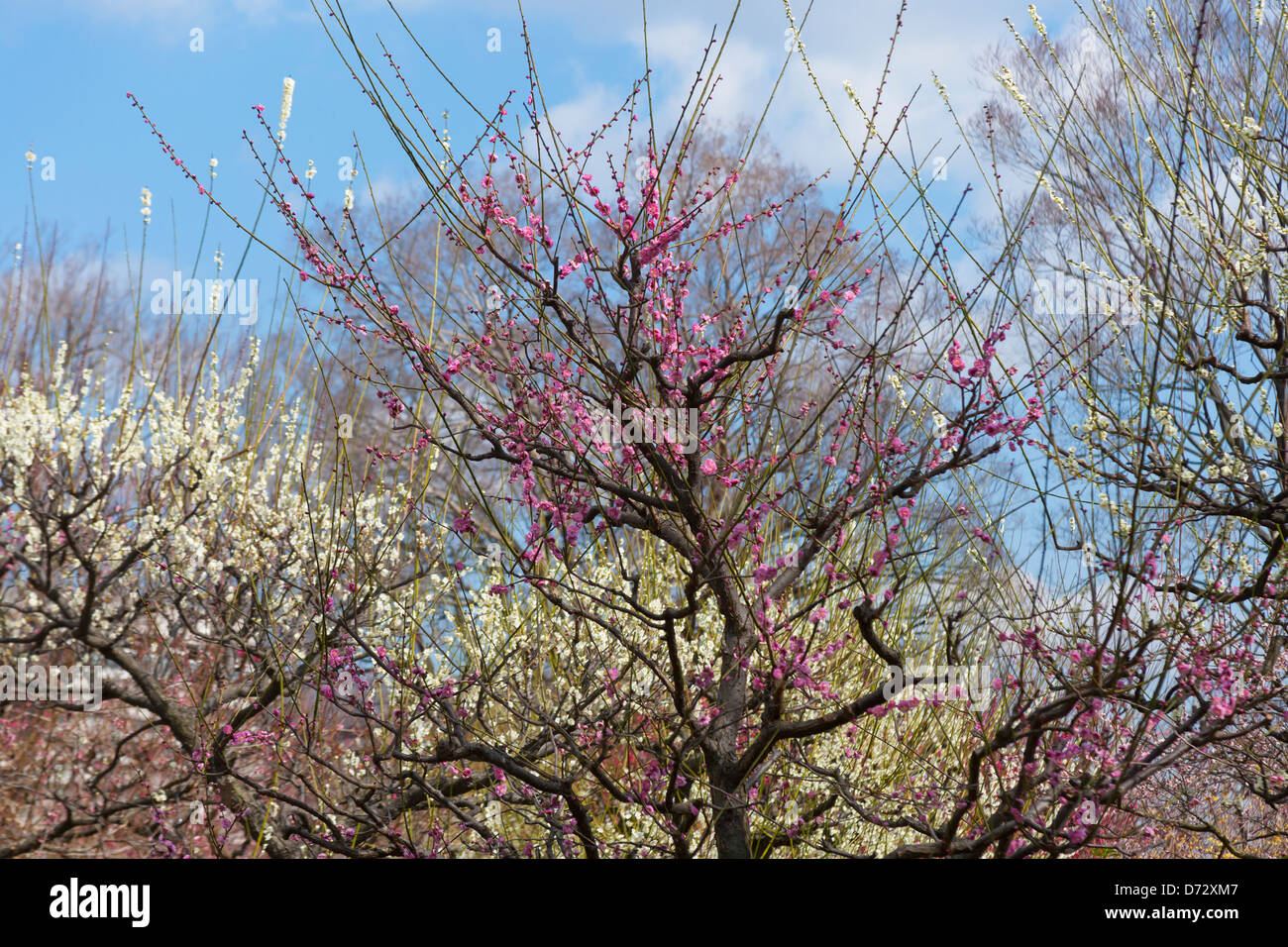 Pflaumenblüte im Garten, Osaka, Japan Stockfoto