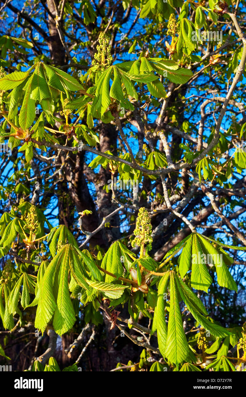 Neue Rosskastanie / Aesculus Hippocastanum Blätter und Blüten - Frankreich. Stockfoto