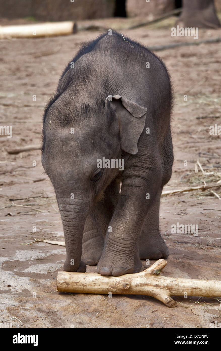 Asiatischer Elefant (Elephas Maximus) Kalb Stockfoto