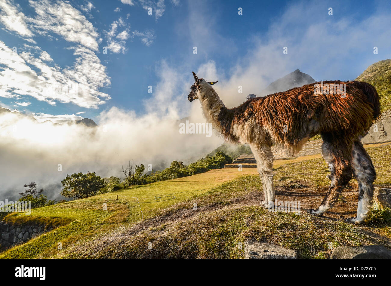 Lama gerade Nebel in Machu Picchu, Peru Inka-Stadt Stockfoto