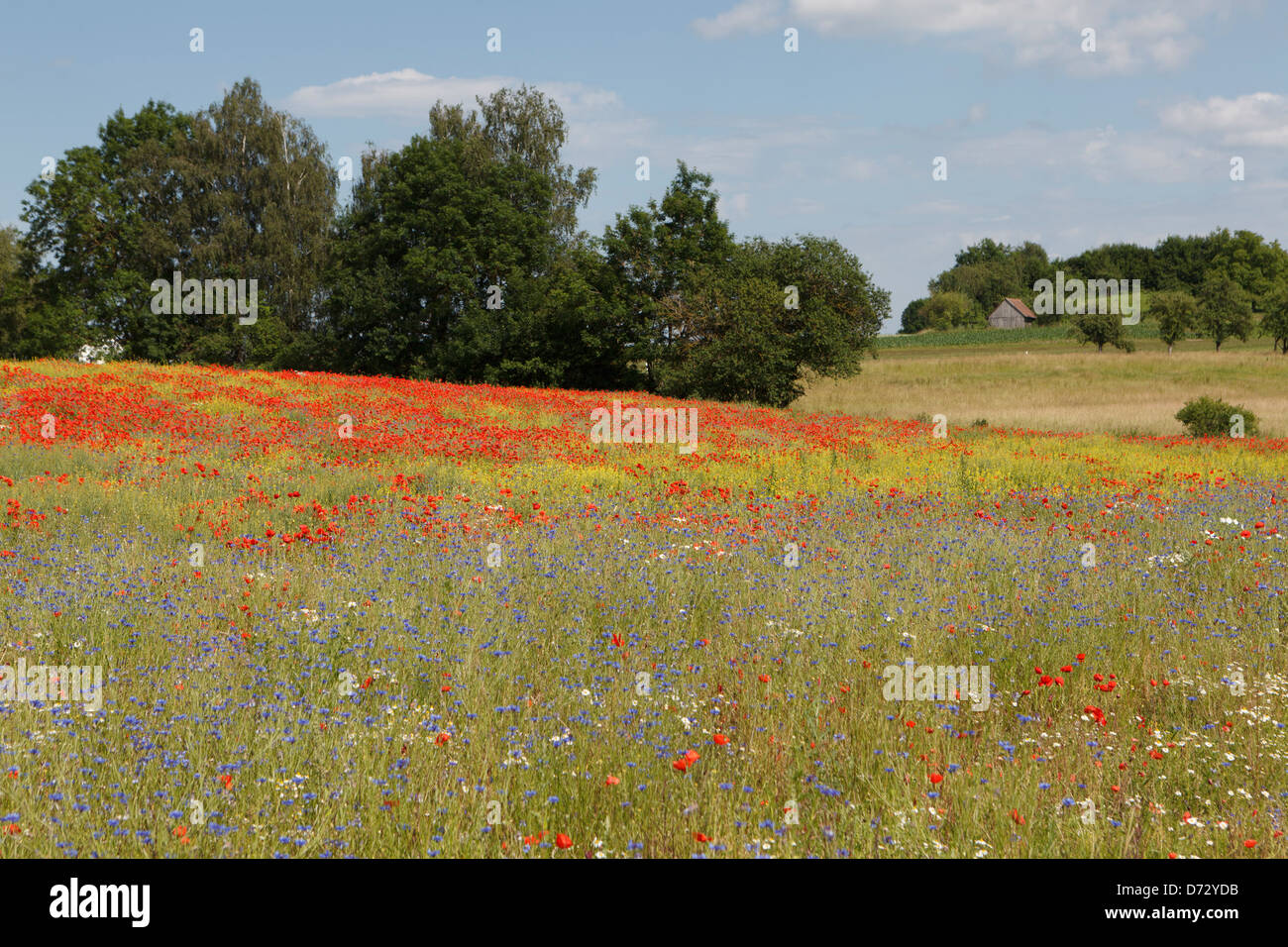 Bad Saulgau, Deutschland, blühende Sommerwiese Stockfoto