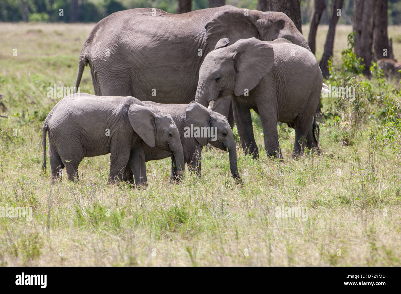 Herde von Elefanten Stockfoto