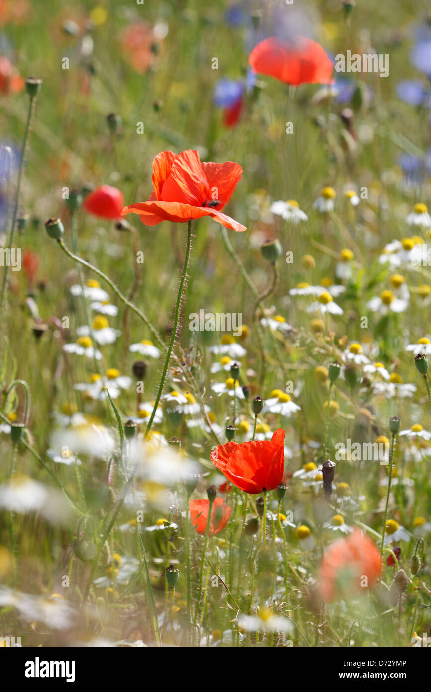 Bad Saulgau, Deutschland, blühende Sommerwiese Stockfoto