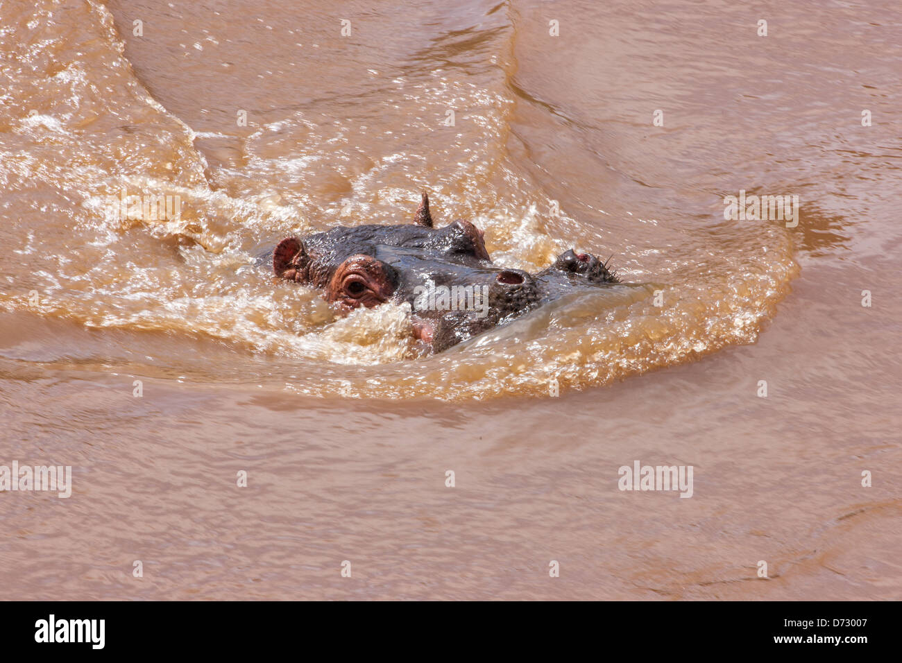 Nilpferd Halbüberspülte Baden im Fluss Stockfoto