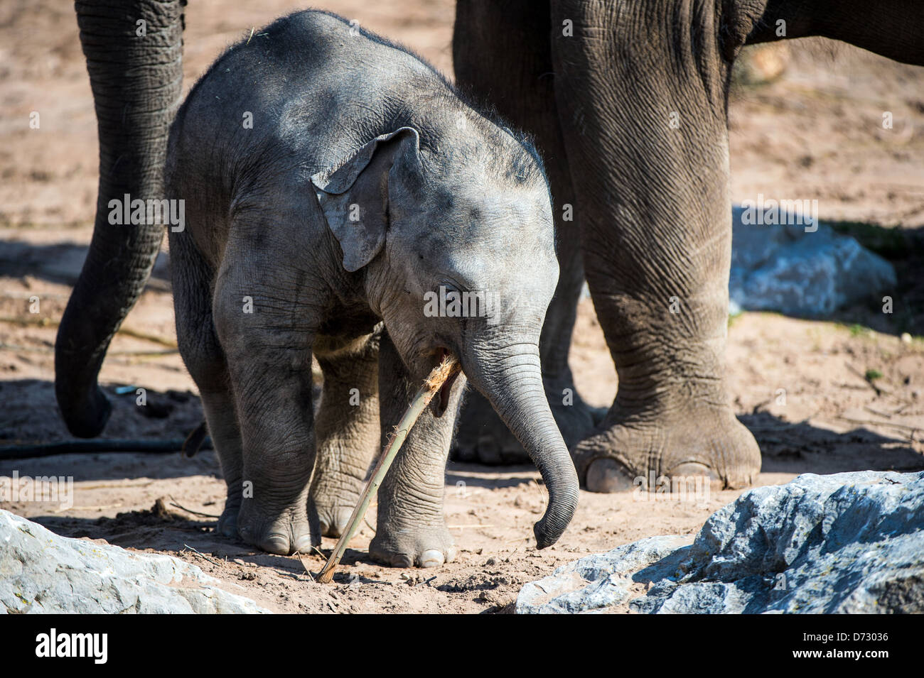 Elefantenbaby spielt mit einer Niederlassung Stockfoto