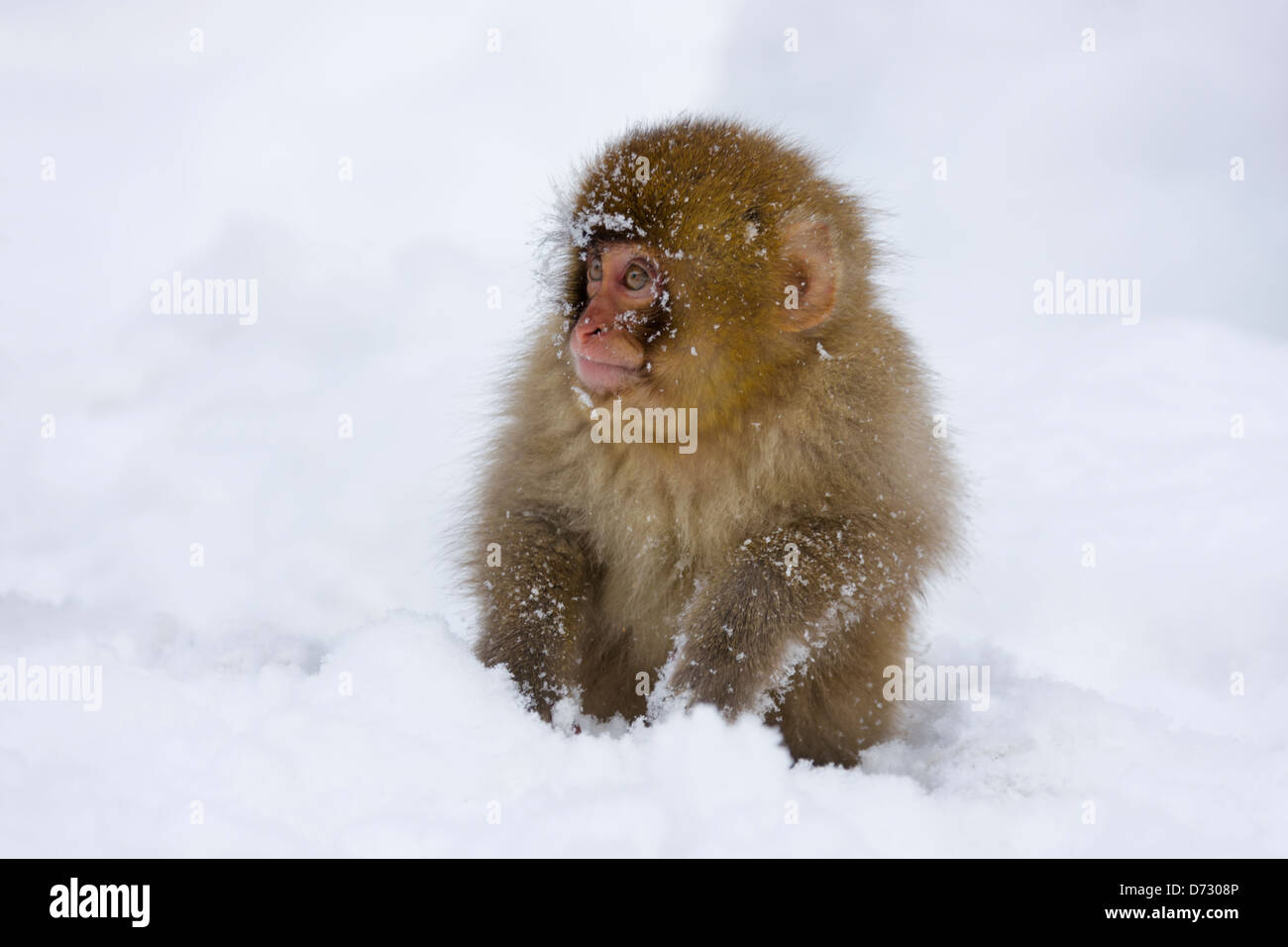 Japanische Snow Monkey Baby auf Schnee, Nagano, Japan Stockfoto