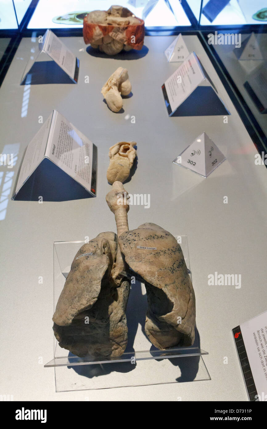 Berlin, Deutschland, Plastination eine Lunge in der Ausstellung KÖRPERWELTEN von Gunther von Hagens Stockfoto