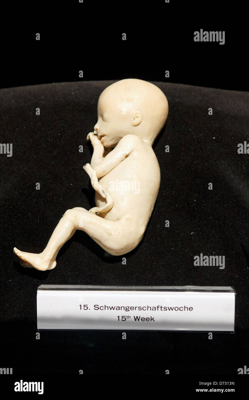 Berlin, Deutschland, Plastinationen ein Baby auf der Ausstellung