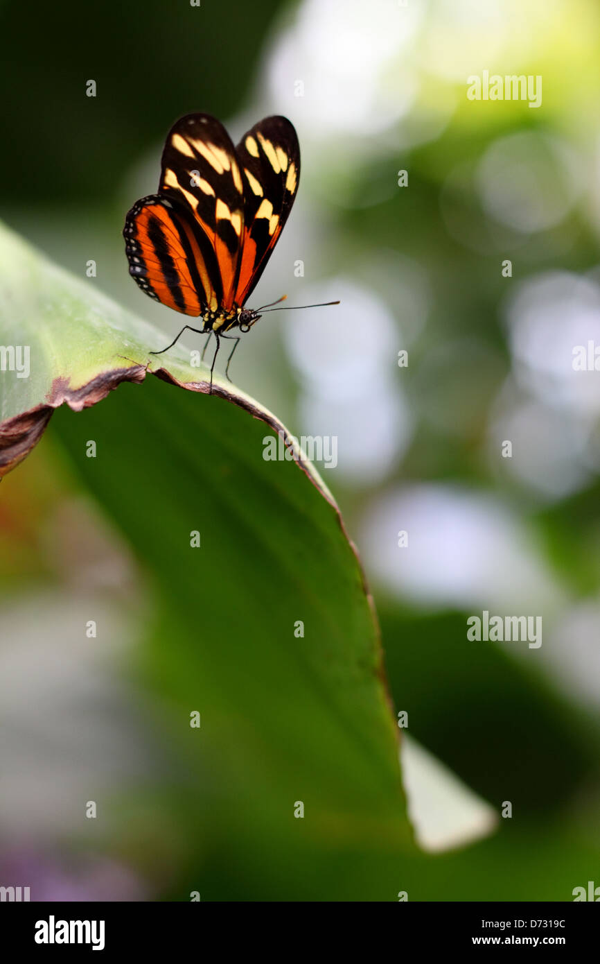 Zarte Tiger-Mimic Queen Lycorea Cleobaea Schmetterling stellte auf grünes Blatt Stockfoto