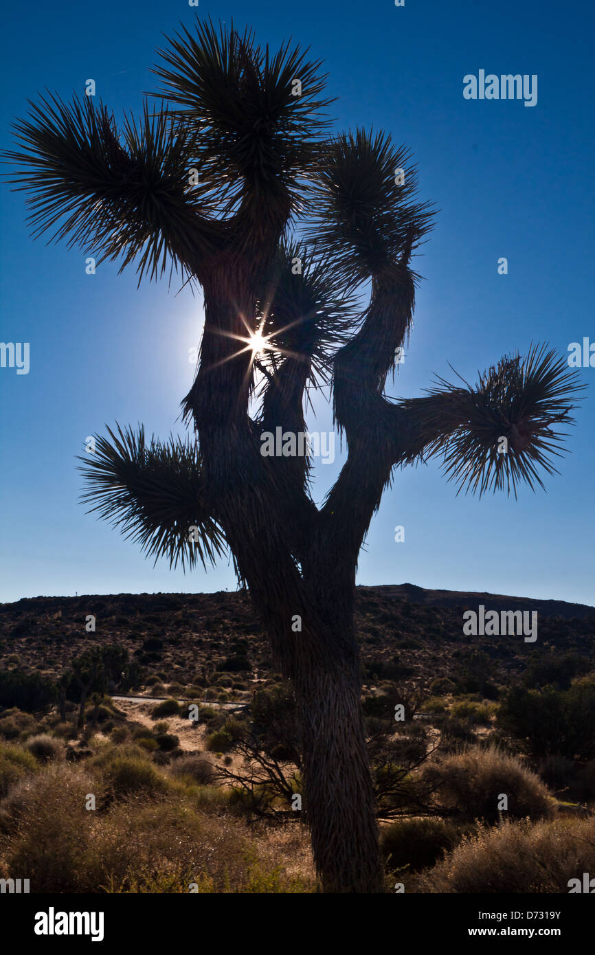 Silhouette der Joshua Baum bei Sonnenuntergang - Mojave-Wüste in Kalifornien Stockfoto