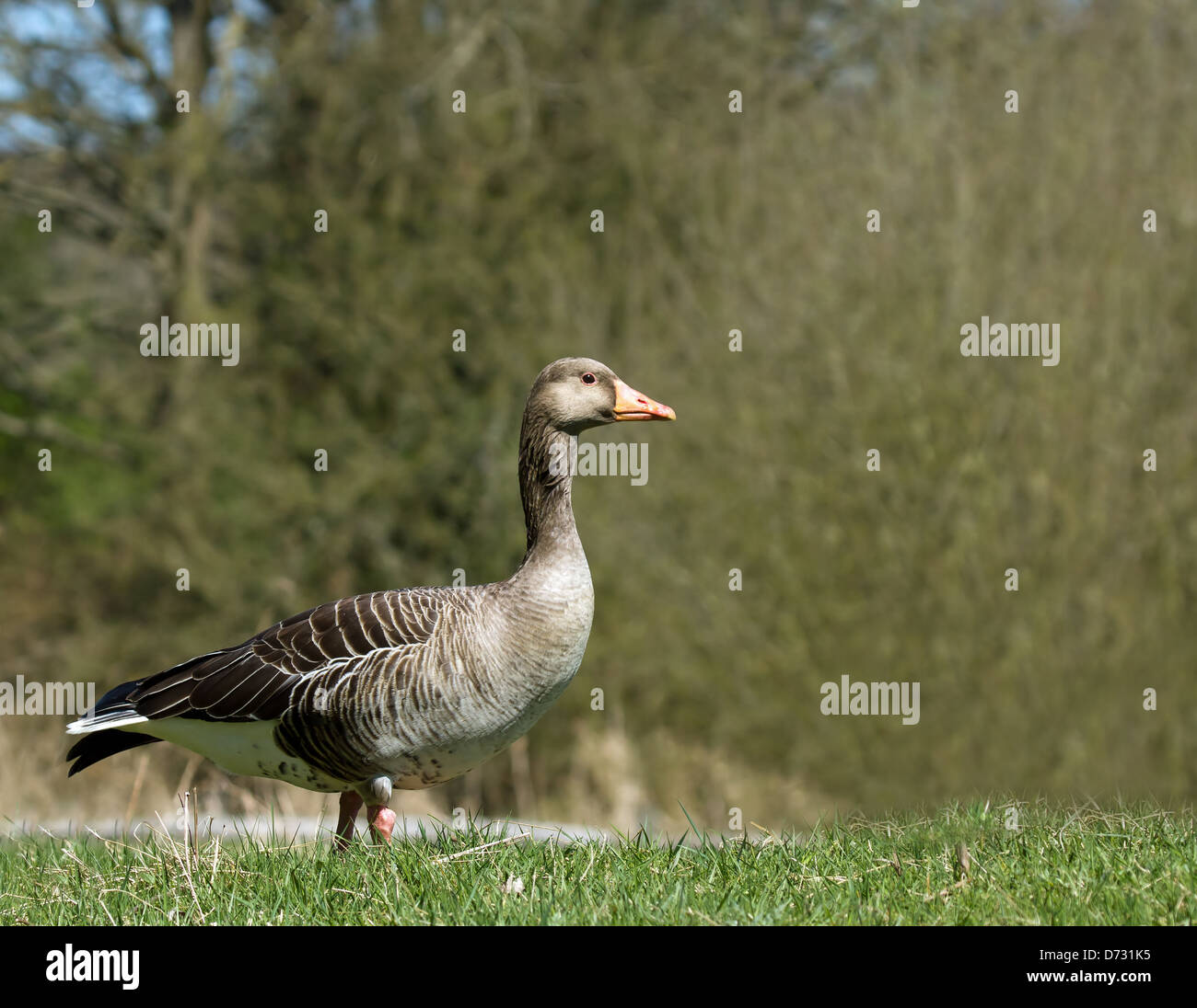 Wilde Graugans Beweidung in englische Landschaft Stockfoto