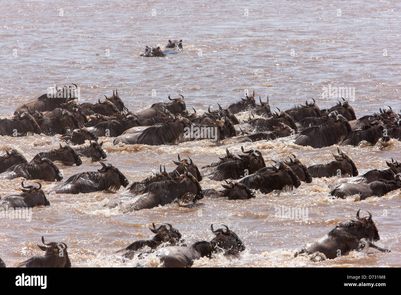 Blaue Gnus Mara Fluss überquert, während der großen Migration von Flusspferden beobachtet Stockfoto