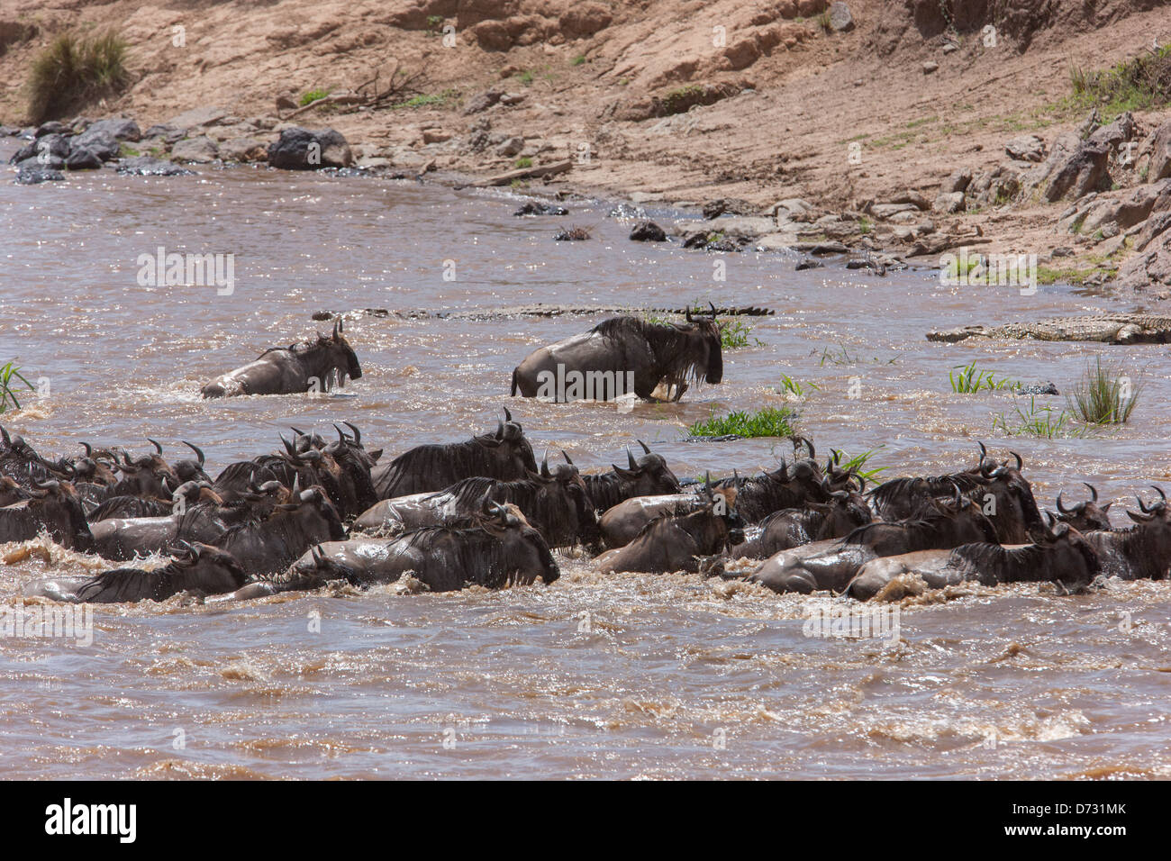 Blaue Gnus Mara Fluss überquert, während der Völkerwanderung - erfüllt von Krokodilen Stockfoto