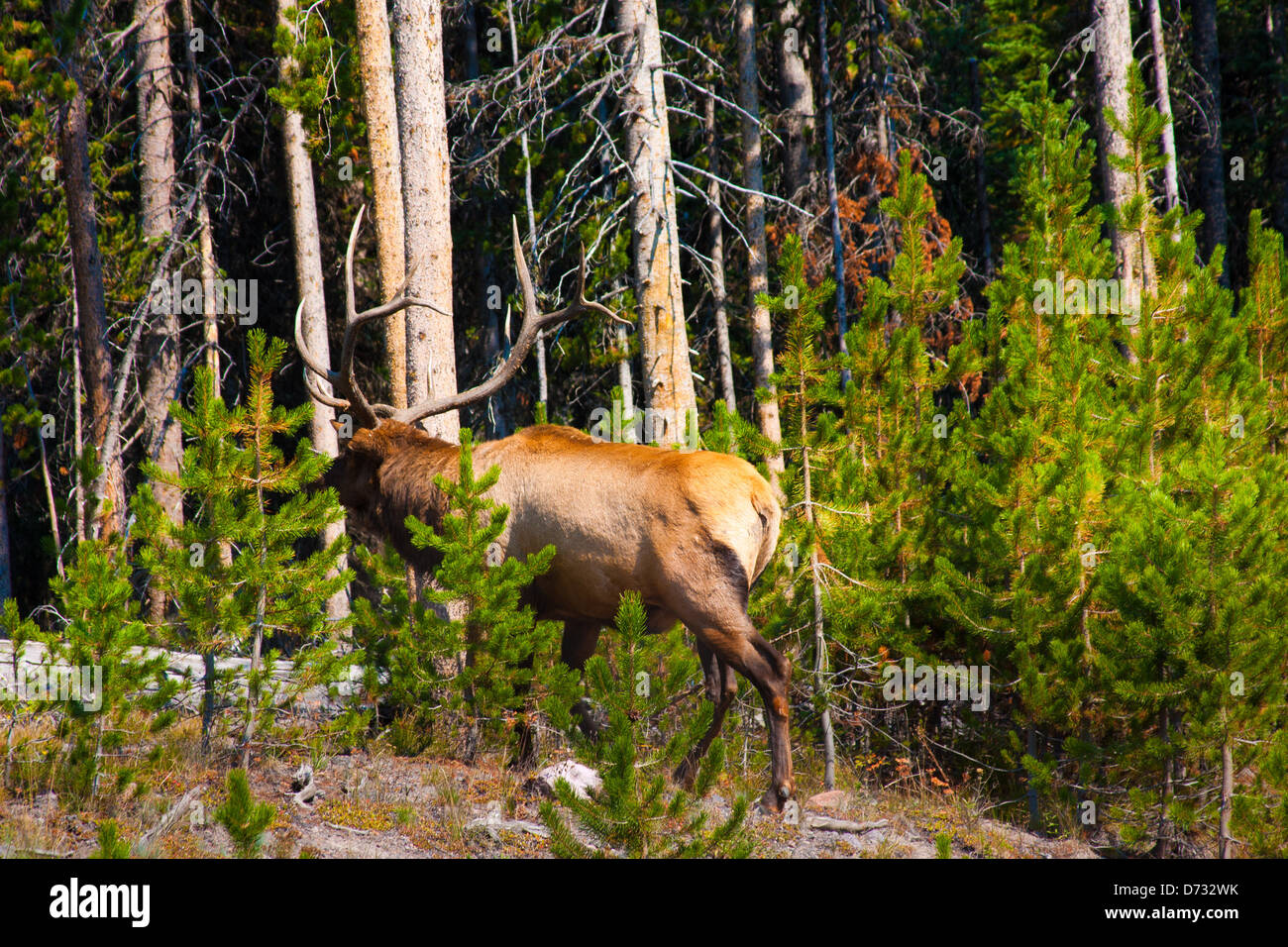 Elch in den Dschungel im Yellowstone National Park, USA Stockfoto