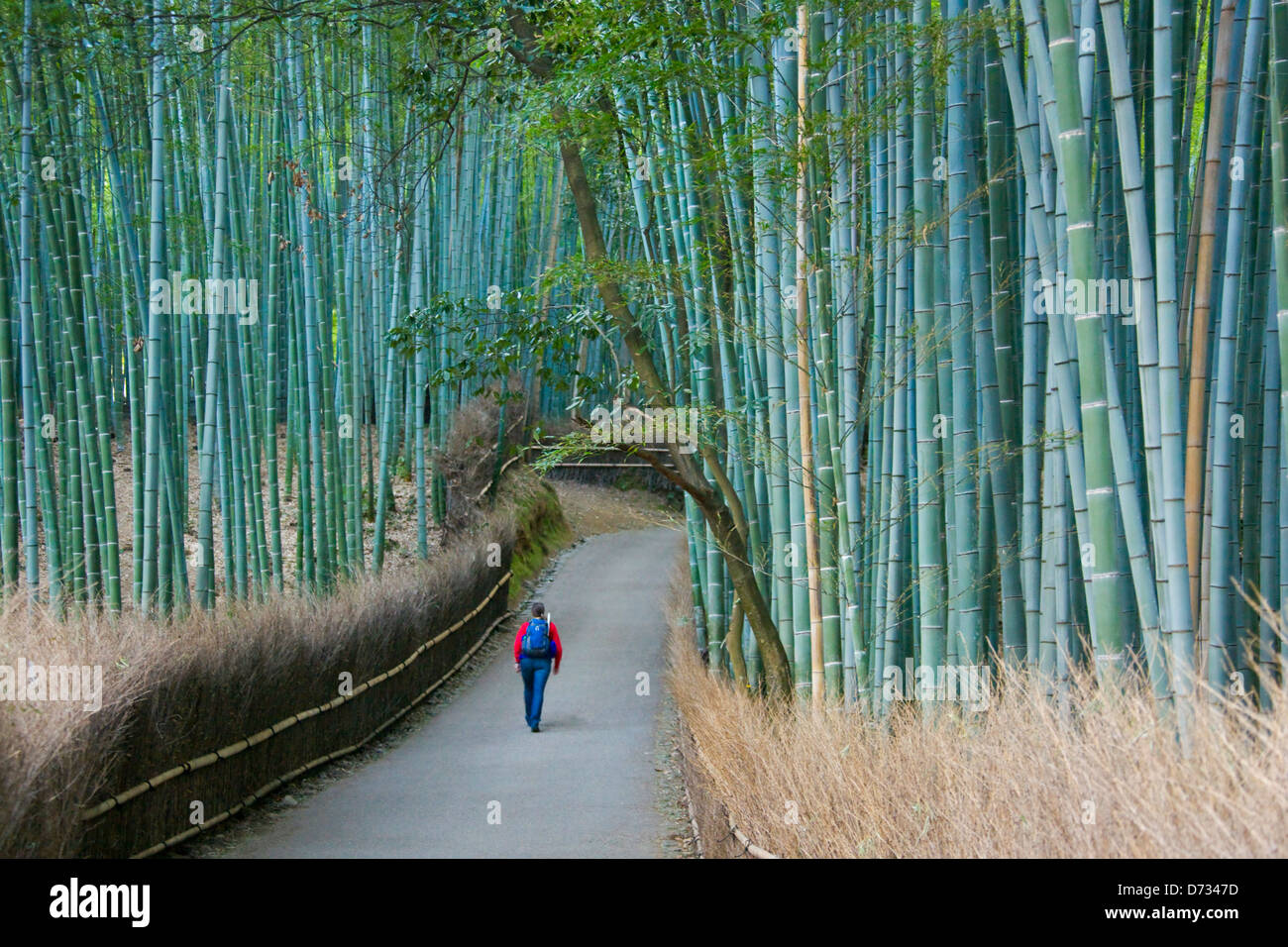 Tourist in den Bambuswald in Arashiyama, Kyoto, Japan Stockfoto