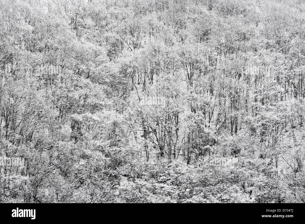 Bergwald mit Schnee bedeckt, Yamanashi-Präfektur, Japan Stockfoto