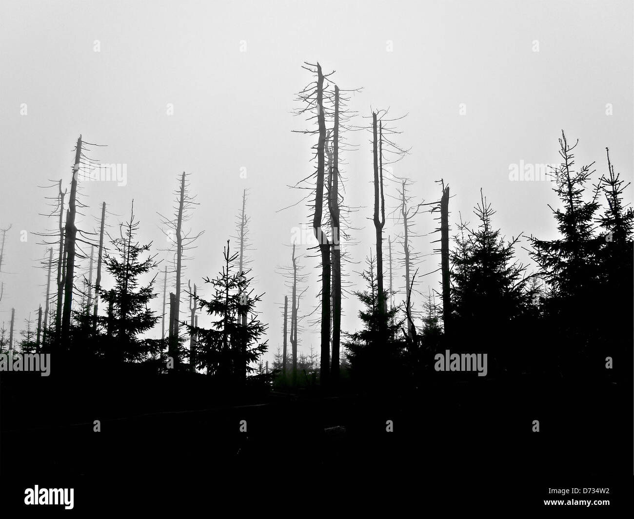 Wald im Nationalpark Harz vor Sonnenaufgang Stockfoto