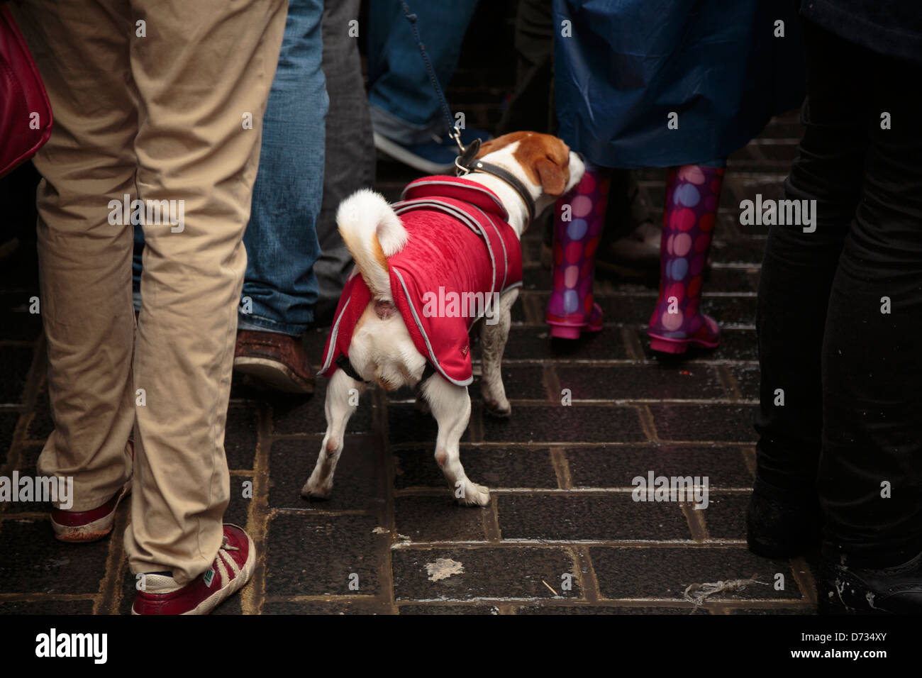 Ein Hund unter Menschen gehen Stockfoto