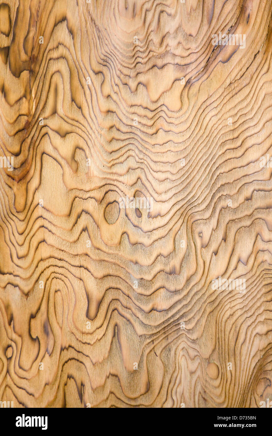 Textur der alten Baum, Kyoto Präfektur, Japan Stockfoto