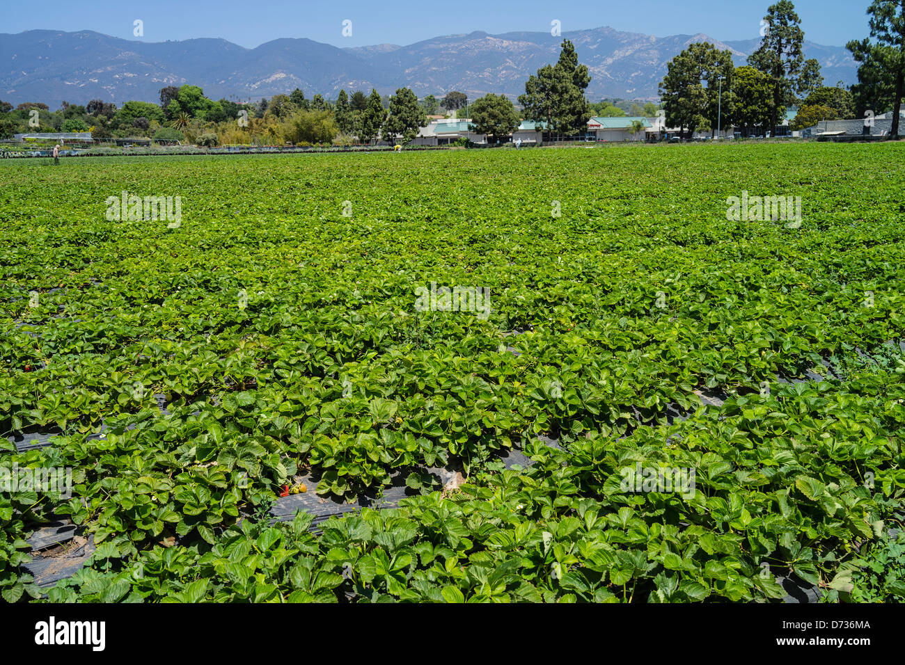 Grüne Zeilen Frühling Erdbeeren wachsen in Santa Barbara, Kalifornien. Stockfoto