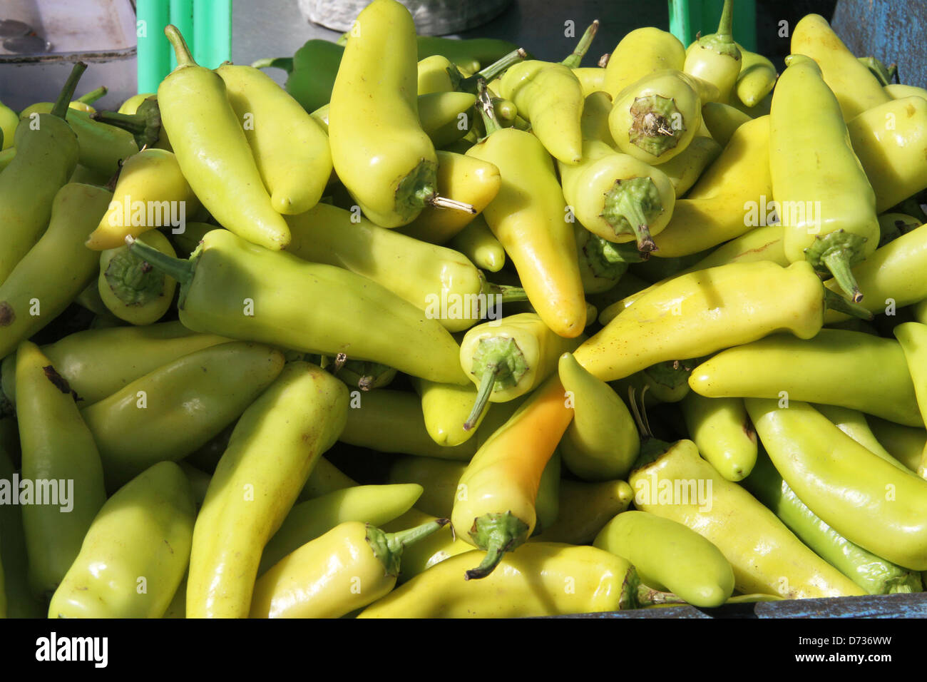 Große grüne Chili Stockfoto