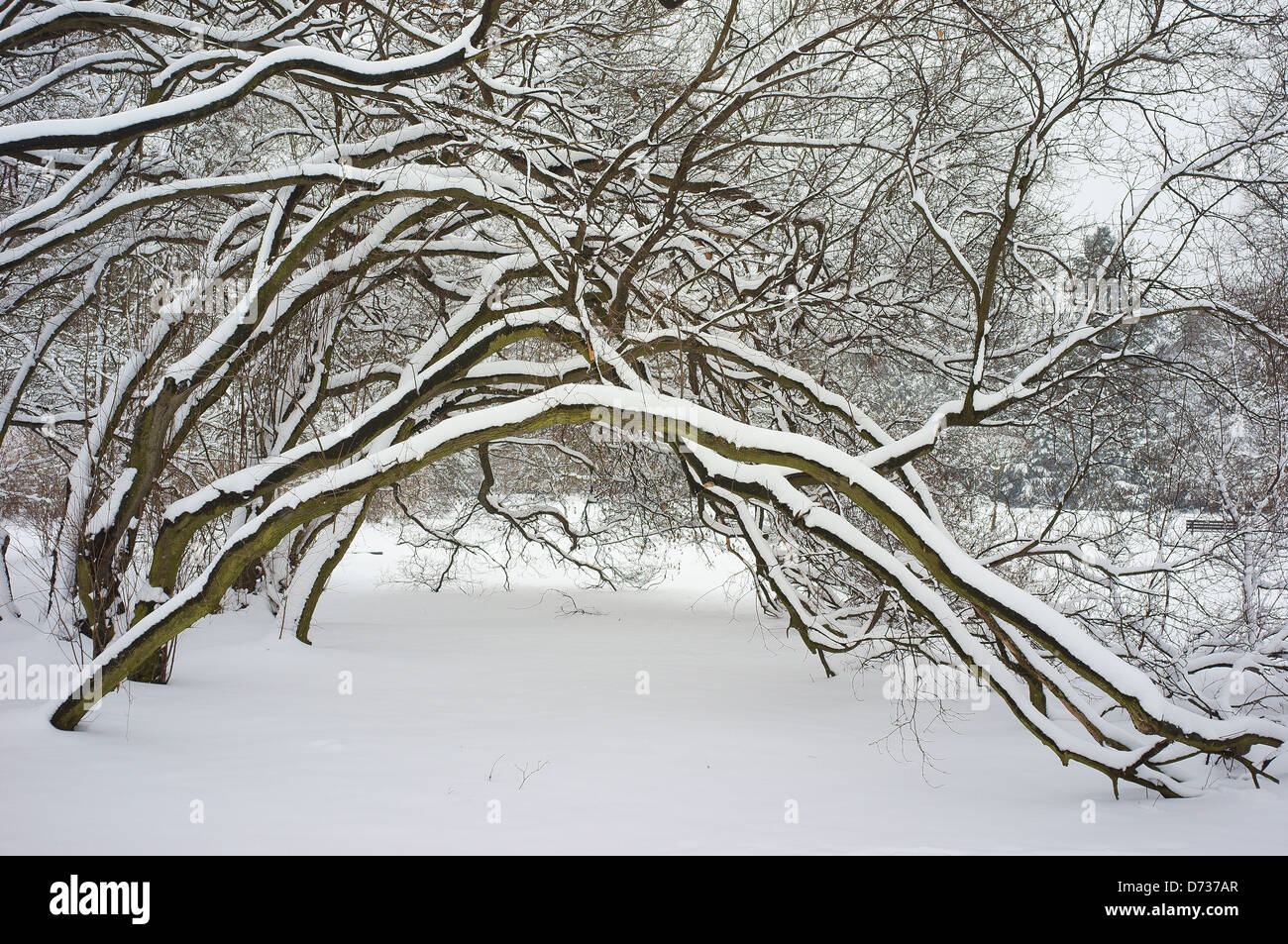 Büschen bedeckt mit Schnee-Winter-Wunderland Stockfoto