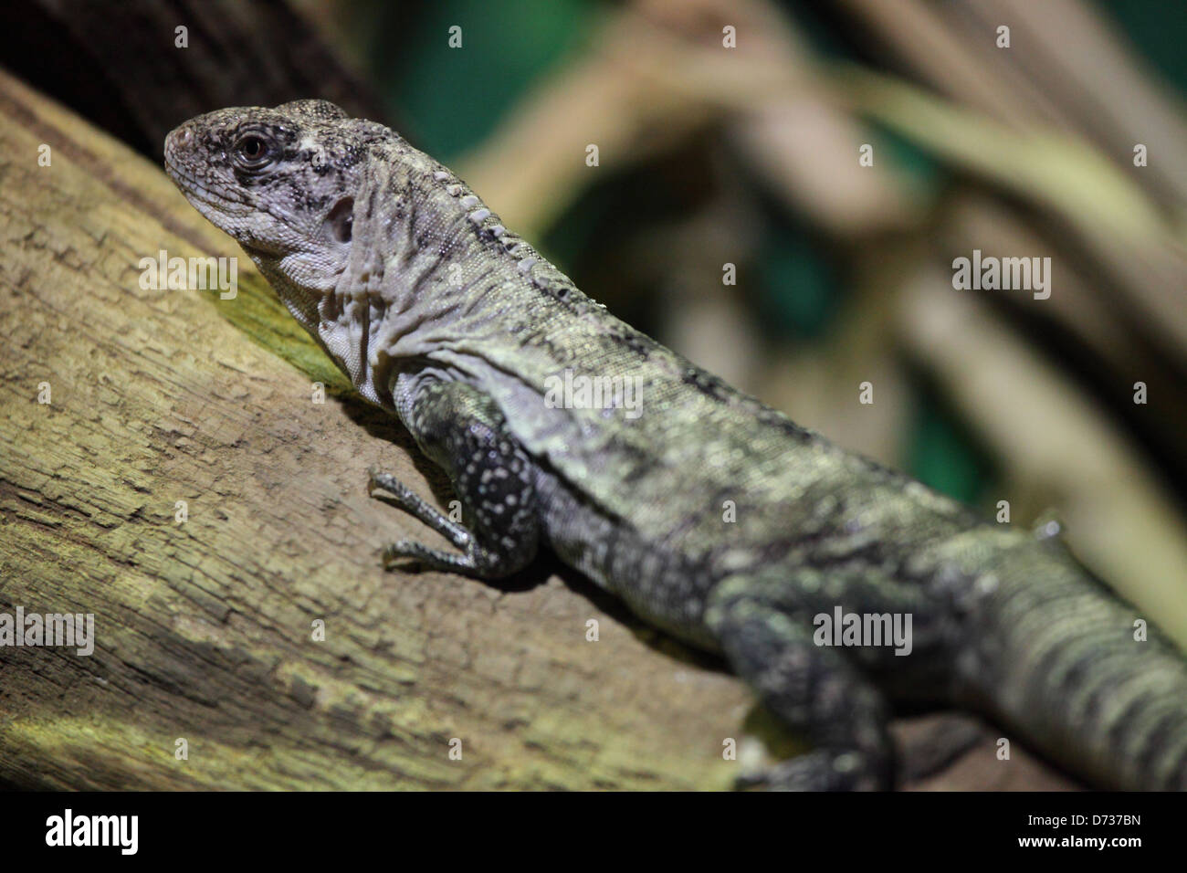 Utila Utila Leguan (Ctenosaura Bakeri) Stockfoto
