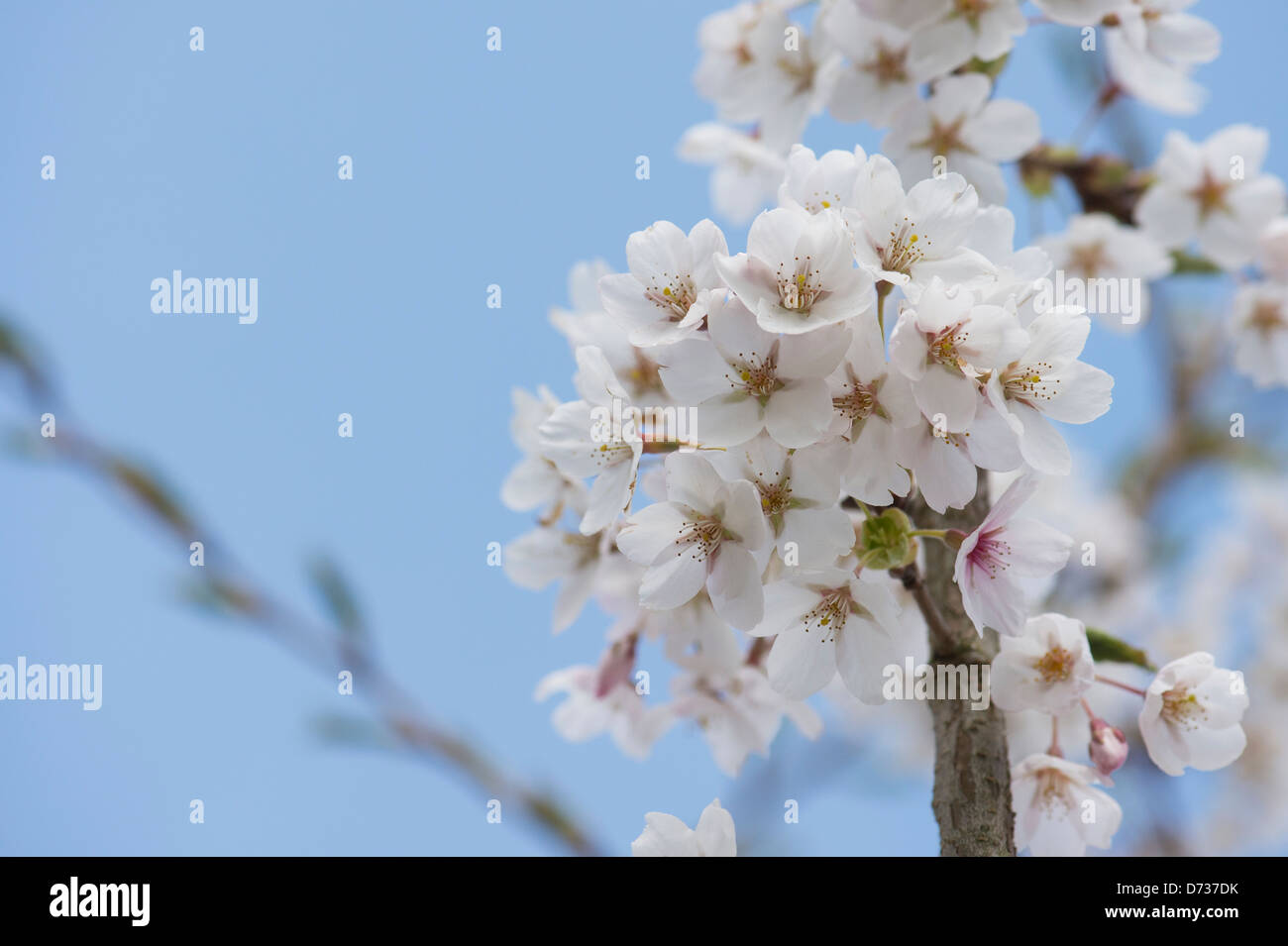 Prunus X Yedoensis. Yoshino Kirsche. Japanischer Kirschbaum Stockfoto