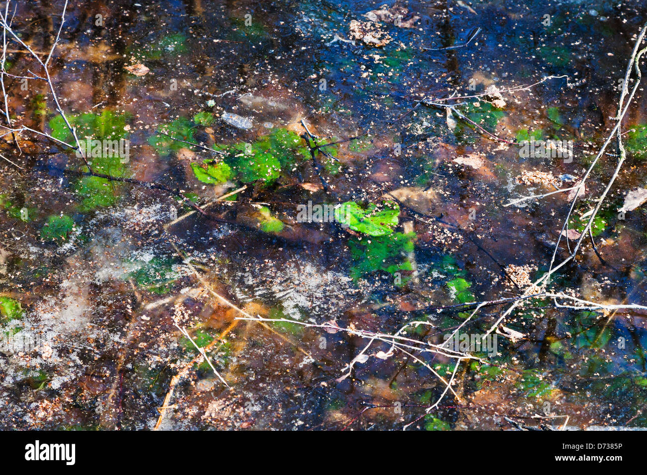 Eis, gefrorene Pfütze mit grünen Pflanzen im Wald im Frühjahr Stockfoto