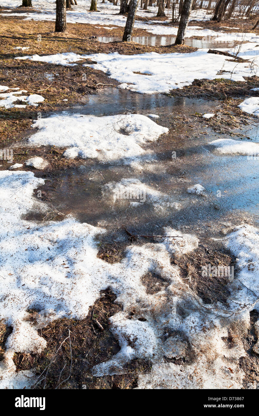 Schneeschmelze im Birkenwald im zeitigen Frühjahr Stockfoto