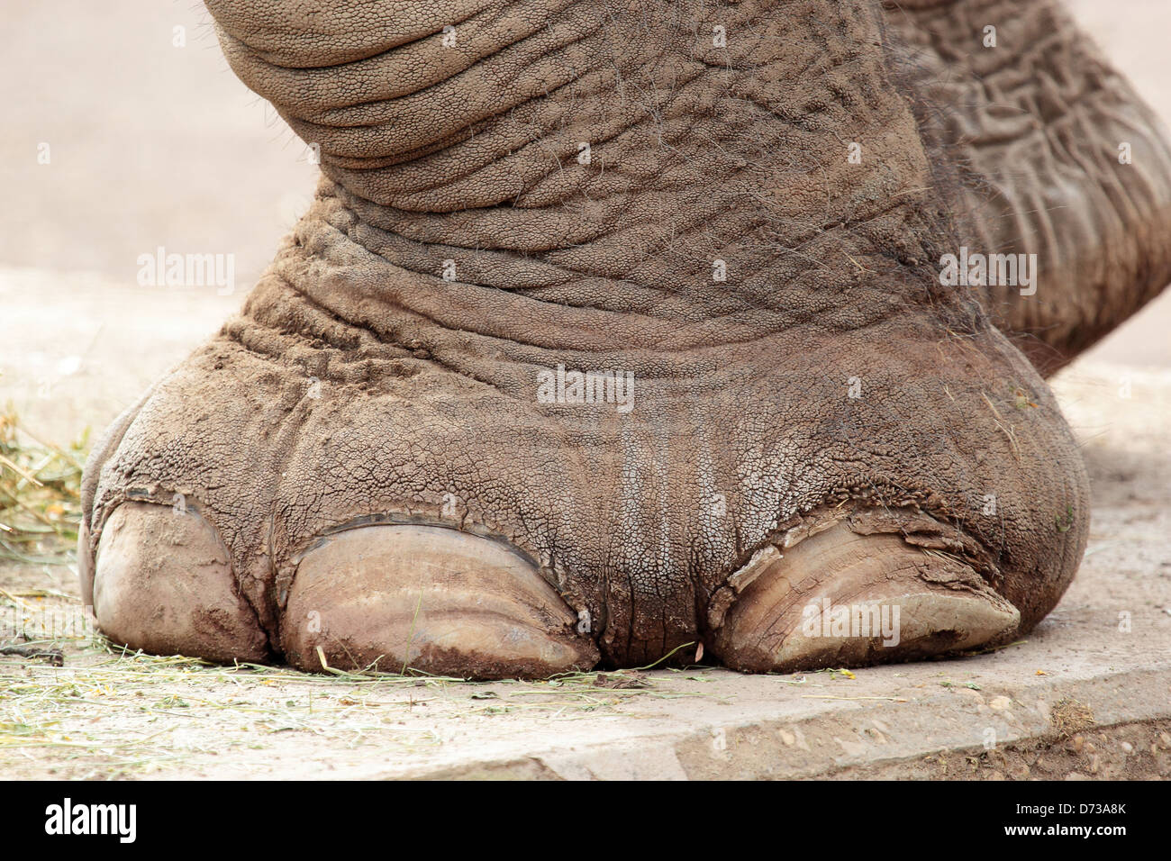 Nahaufnahme von der big Foot eines asiatischen Elefanten Stockfoto