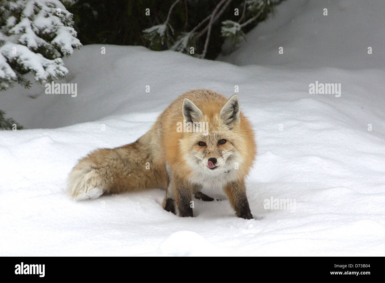 Ein Rotfuchs wird im Winter im Mount Rainier National Park im Schnee beobachtet. Das Bild zeigt die Bemühungen des Parks, Wildtiere wild zu halten und die Erhaltung von Arten wie Rotfuchs zu fördern. Stockfoto